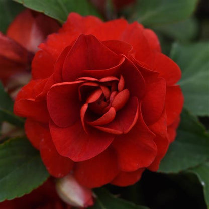 Impatiens Glimmer™ Double