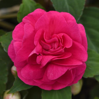 Impatiens Glimmer™ Double
