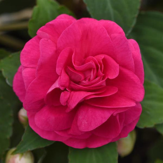 Impatiens Glimmer™ Double