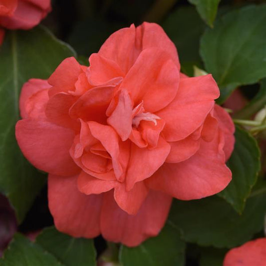 Impatiens Glimmer™ Double