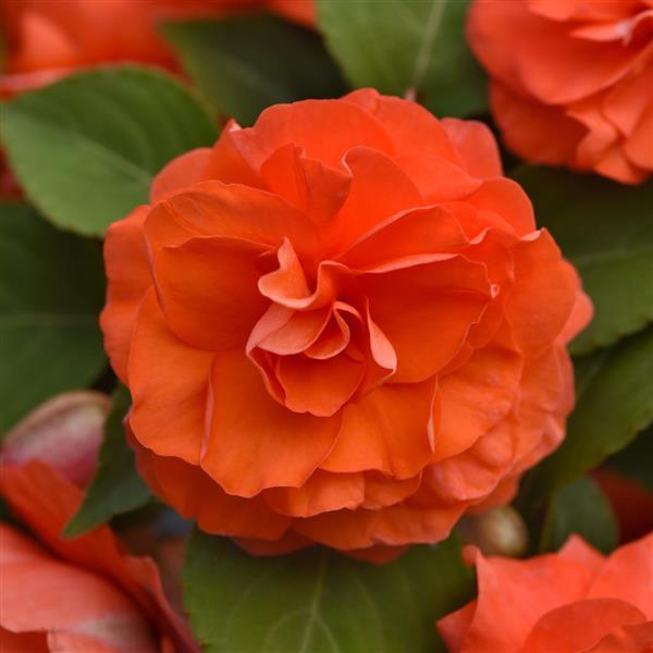 Impatiens Glimmer™ Double