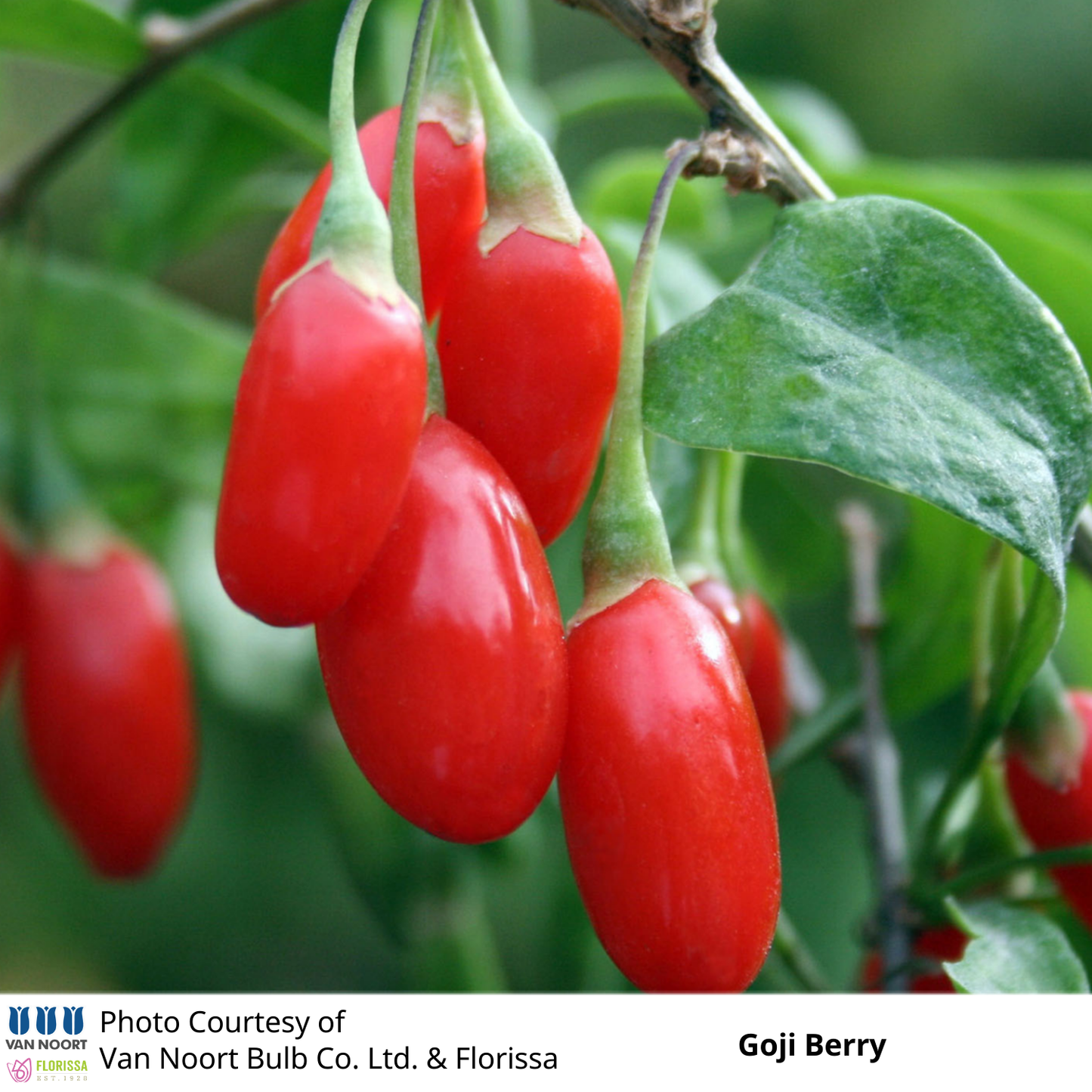 Goji Berry