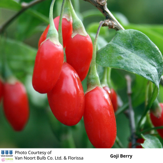 Goji Berry