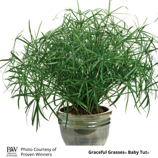 Grass Cyperus Baby Tut