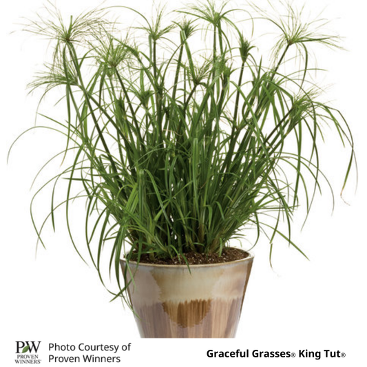 Grass Cyperus King Tut