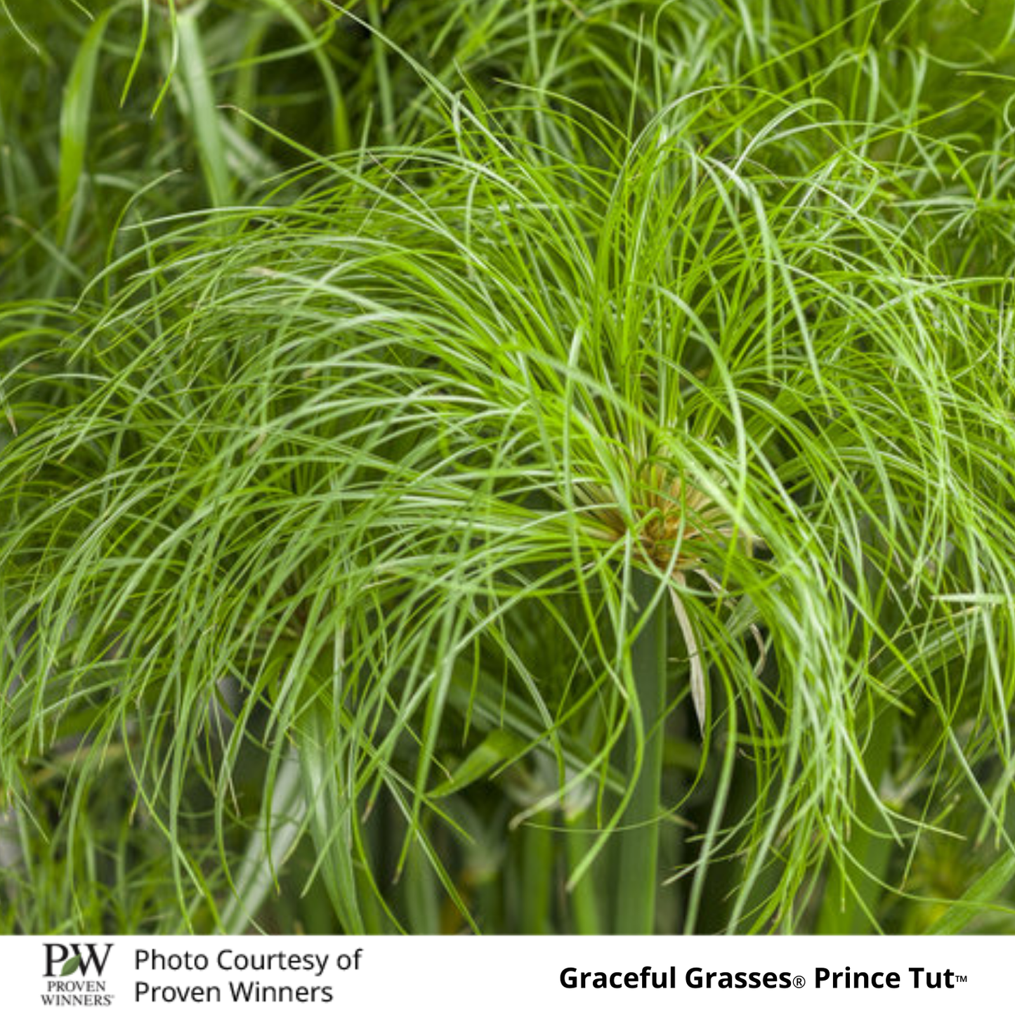 Grass Cyperus Prince Tut