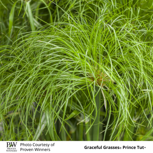 Grass Cyperus Prince Tut