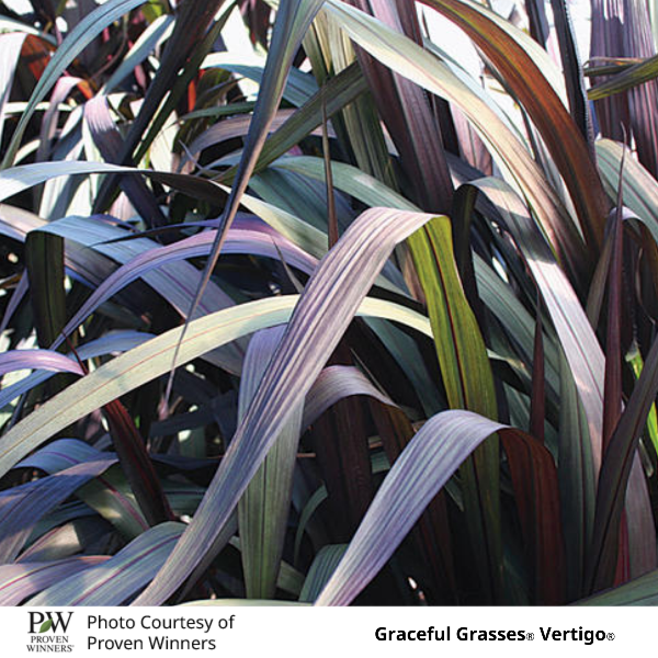 Grass Pennisetum purpureum
