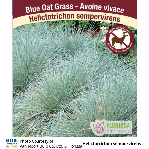 Grass Helictotrichon Blue Oat 'Sapphire'