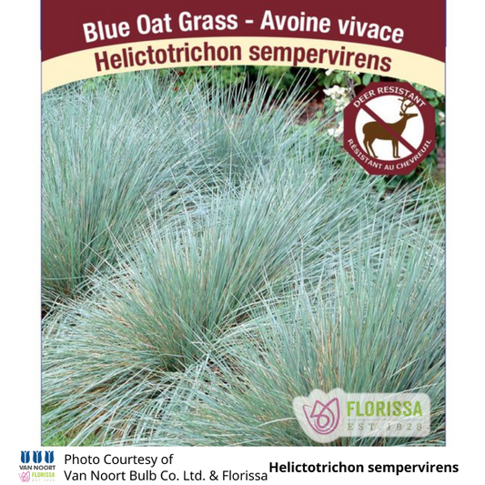 Grass Helictotrichon Blue Oat 'Sapphire'