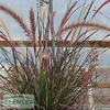 Rubrum Fountain Purple Foliage