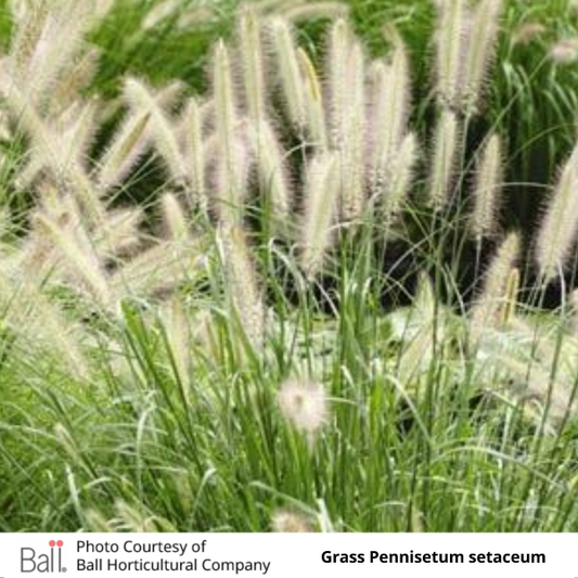 Grass Pennisetum setaceum