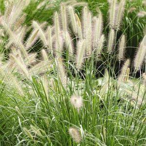 Grass Pennisetum setaceum
