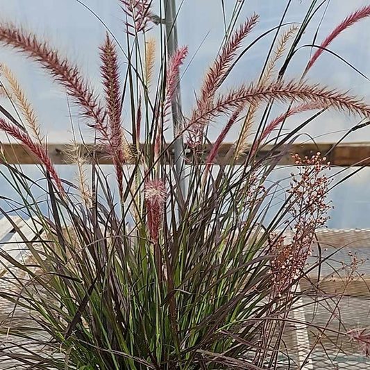 Grass Pennisetum setaceum