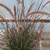 Rubrum Fountain Purple Foliage