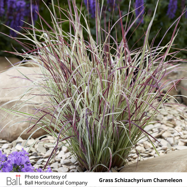 Grass Schizachyrium Chameleon