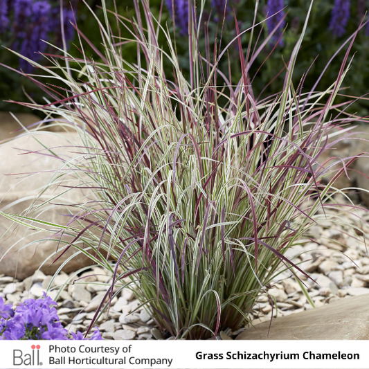 Grass Schizachyrium Chameleon