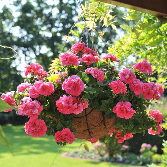 Ivy Geranium Great Balls of Fire™ Hanging Basket