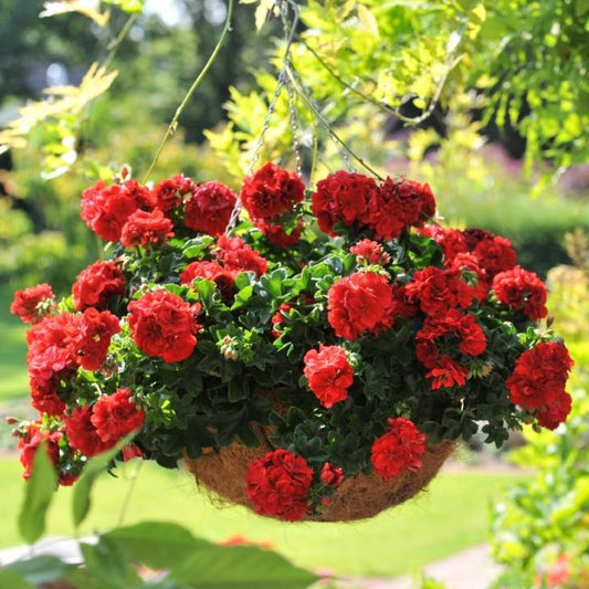 Ivy Geranium Great Balls of Fire™ Hanging Basket