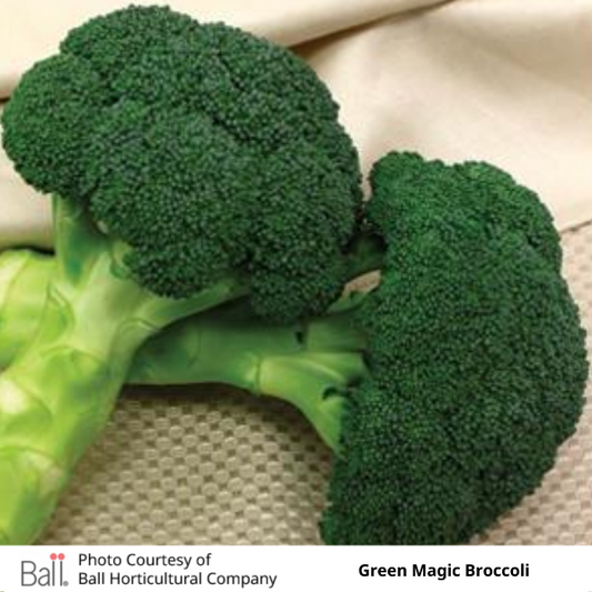 Broccoli Green Magic Pack