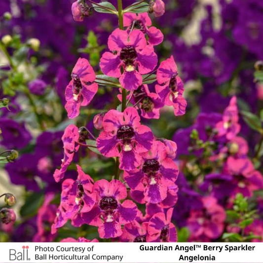 Guardian Angel™ Berry Sparkler Angelonia