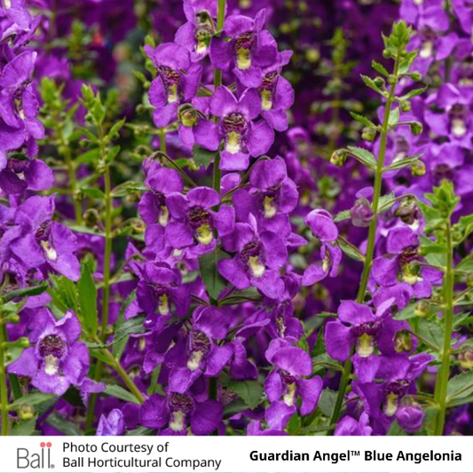 Guardian Angel™ Blue Angelonia