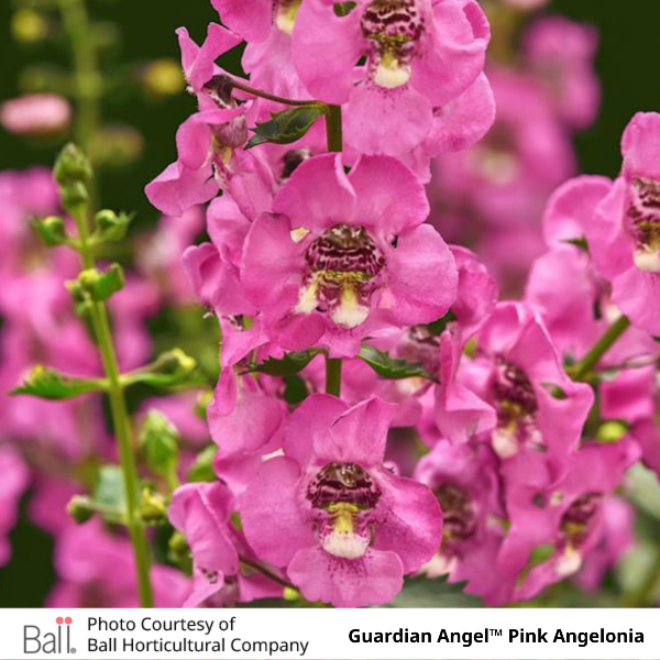 Guardian Angel™ Pink Angelonia