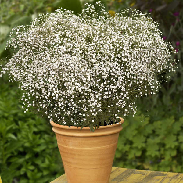 GYPSOPHILA - ♡Gypsohila♡ MLSG 200g Natural Dried Gypsophila Flower Bouquet Baby's