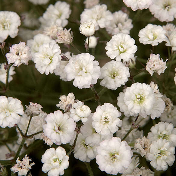 GYPSOPHILA - ♡Gypsohila♡ MLSG 200g Natural Dried Gypsophila Flower Bouquet Baby's