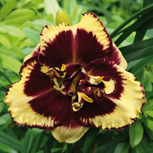 Hemerocallis