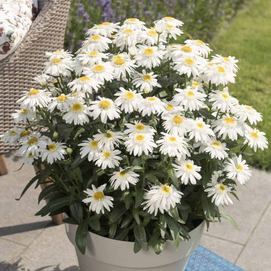 Shasta Daisy 'Sweet Daisy Birdy'