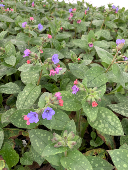 Pulmonaria Mrs. Moon