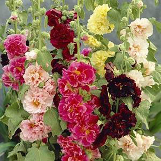Hollyhock Alcea Chater’s