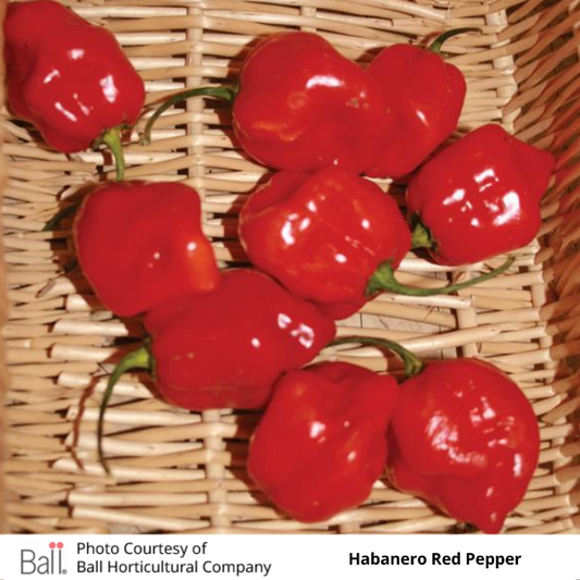 Pepper Habanero 3.5 inch pot