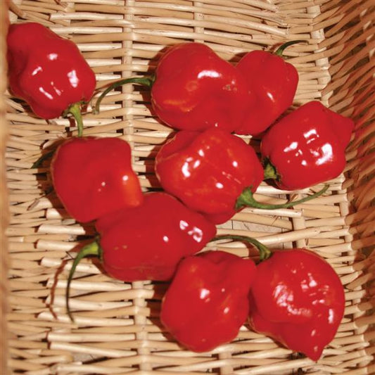 Pepper Habanero 3.5 inch pot