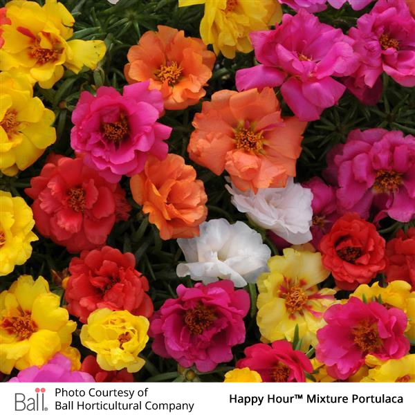 Portulaca Happy Hour™ Pack