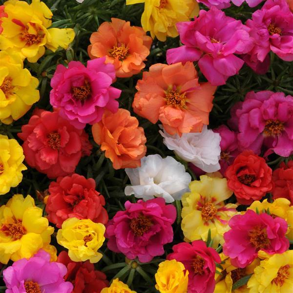 Portulaca Happy Hour™ Pack