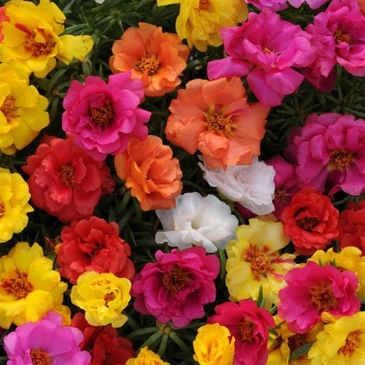 Portulaca Happy Hour™ Pack