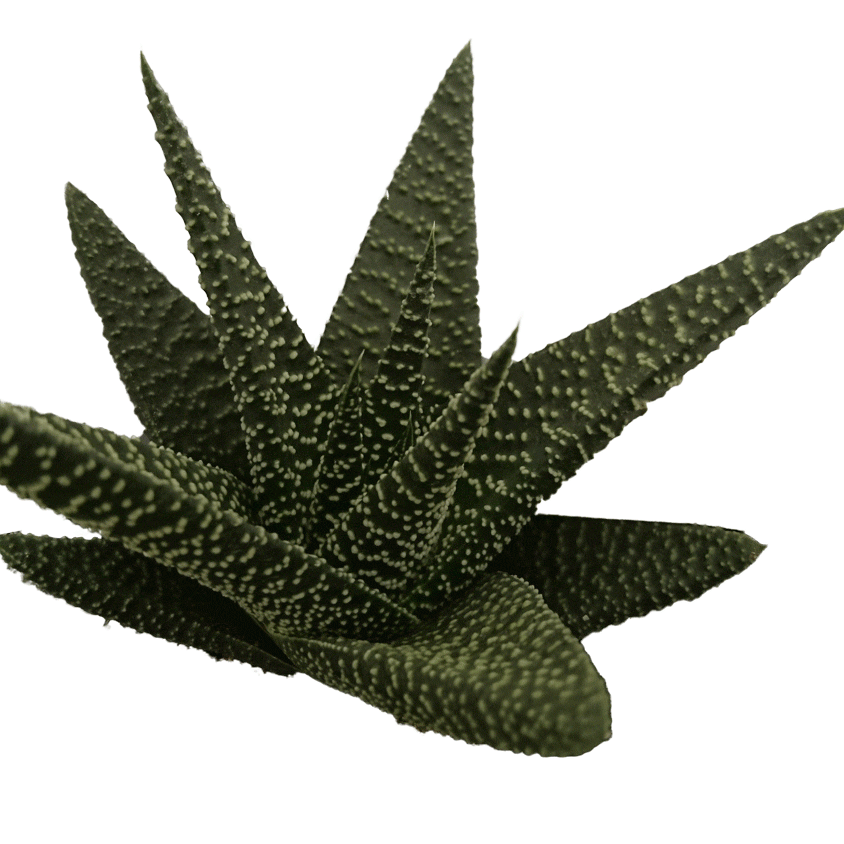 royal highness succulent Haworthia 3 1/2" – Glenlea Greenhouses