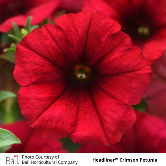 Petunia Headliner™