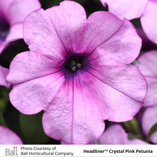 Petunia Headliner™