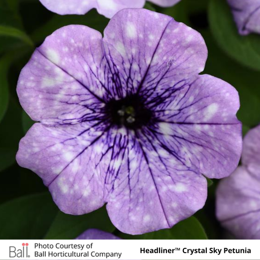 Petunia Headliner™