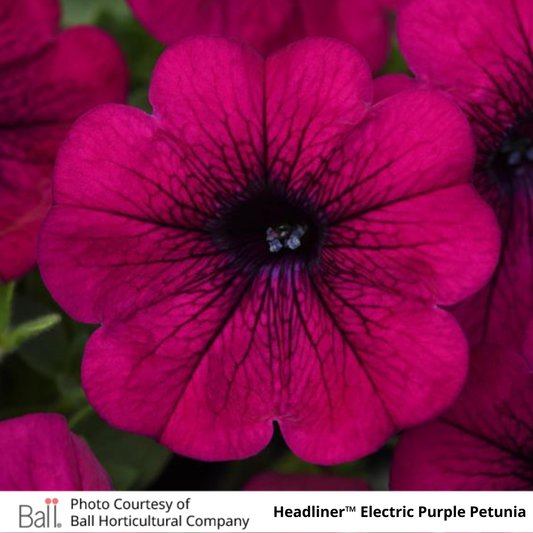 Petunia Headliner™