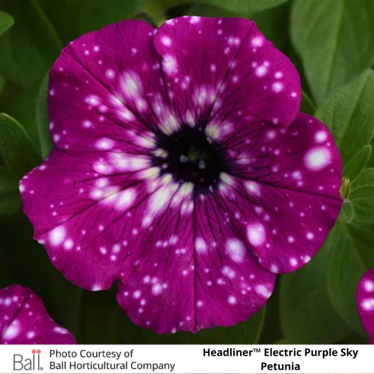 Petunia Headliner™