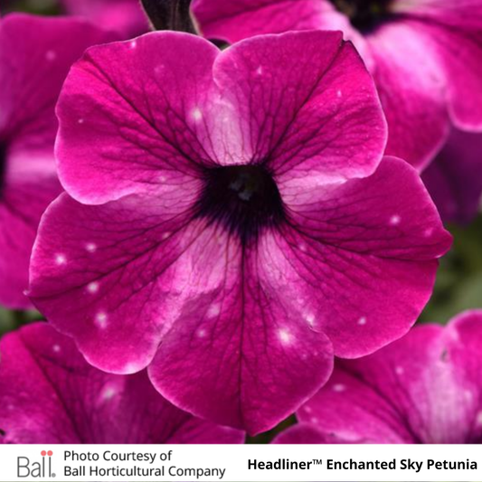 Petunia Headliner™