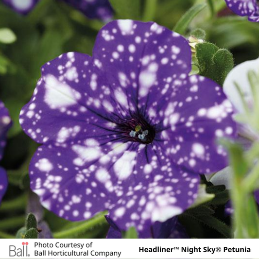 Petunia Headliner™