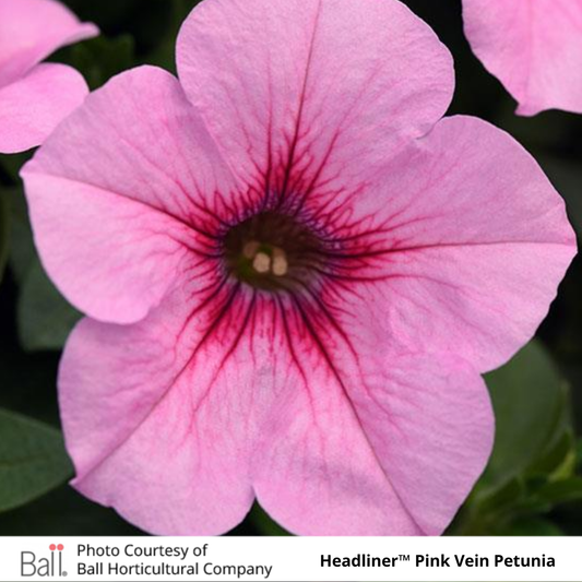 Petunia Headliner™
