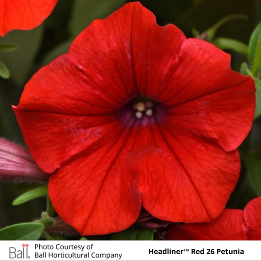 Petunia Headliner™