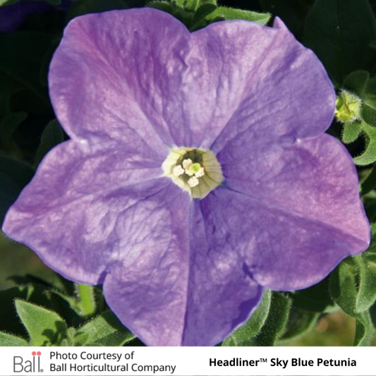 Petunia Headliner™