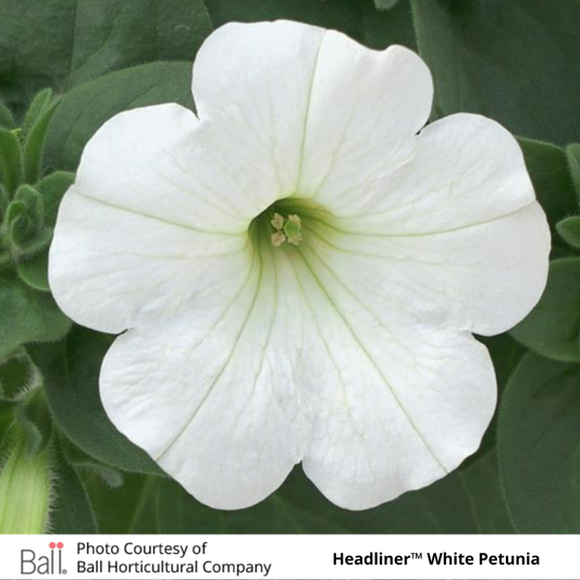 Petunia Headliner™